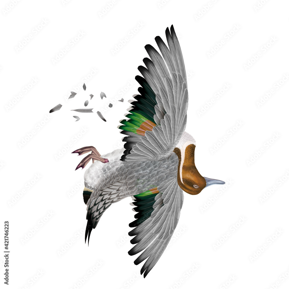 Obraz premium la chasse, tirer, canard, pilet, femelle, mâle, volant, ciel, vol, atteindre, tuer, oiseau, animal, nature, ailes, faune, bleu, ailes, blanc, sauvage, mer, oie, oie, empennage, liberté
