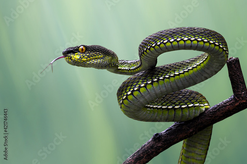 Canvas Print snake viper on the wood