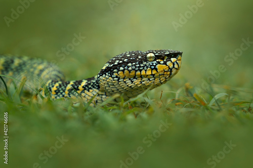 snake viper among the grass