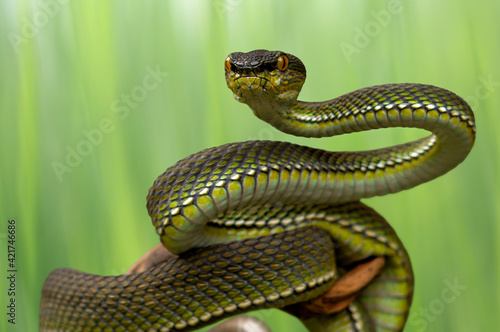 snake viper on the wood