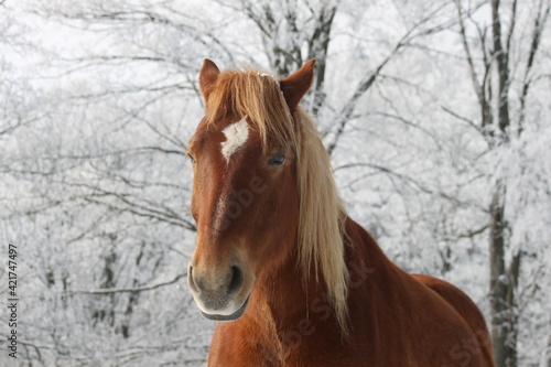 portret of a brown horse on a white background in a winter landscape