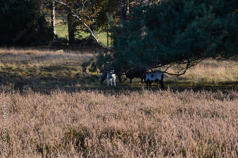 Obraz premium Schafe im Herbst in der Tietlinger Heide, Niedersachsen