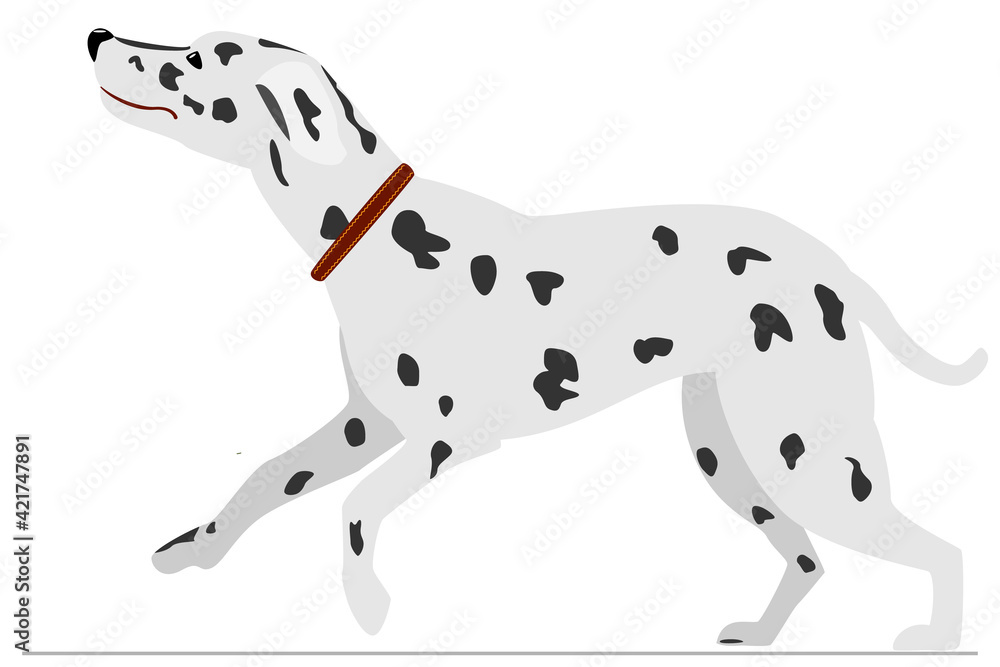 Dalmatian joyful runs. Homemade pet with black spots in fashionable collar. Vector, isolated on white, style flat.