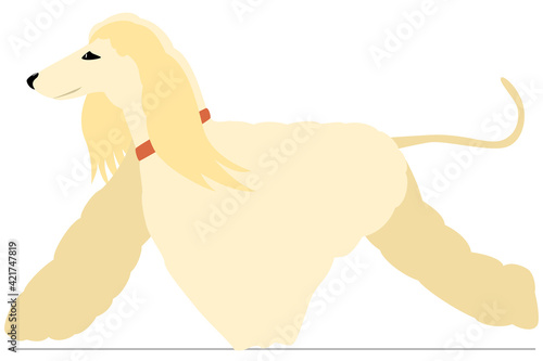 Scottish shepherd dog with thick wool runs. Porn dog for the exhibition. Vector, isolated on white, style flat.