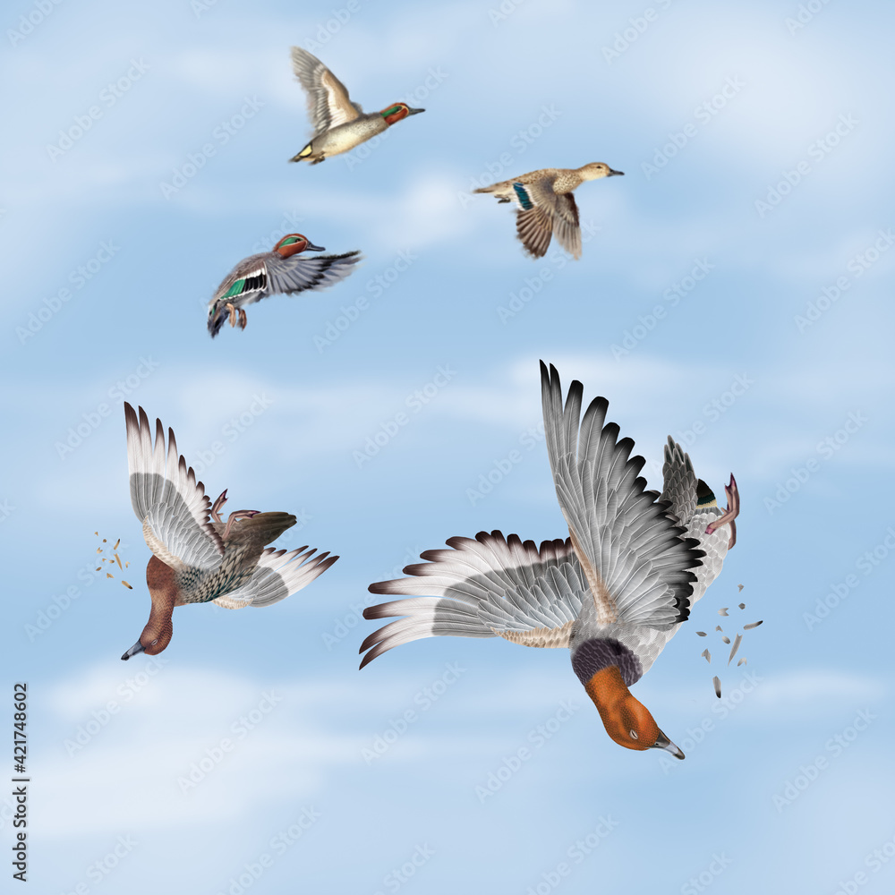 Obraz premium la chasse, tirer, canard, siffleur , femelle, mâle, volant, ciel, vol, atteindre, tuer, oiseau, animal, nature, ailes, faune, bleu, blanc, sauvage, mer, oie, empennage, liberté