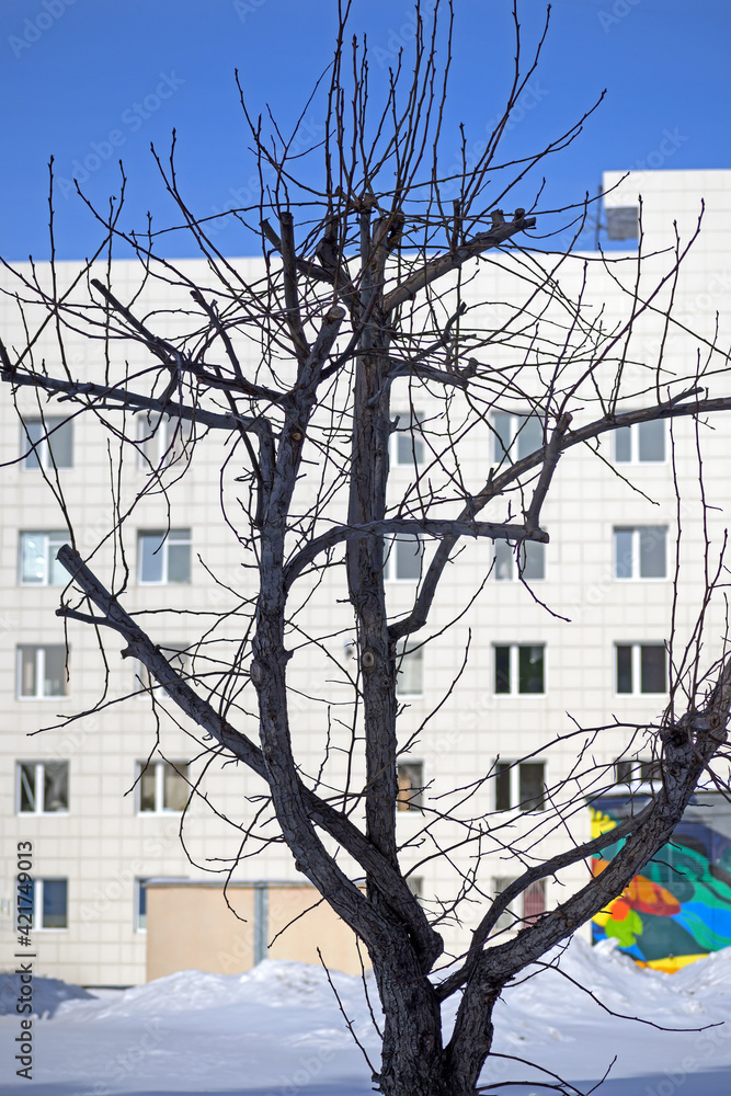Plakat Winter view of a tree on the background of the building facade