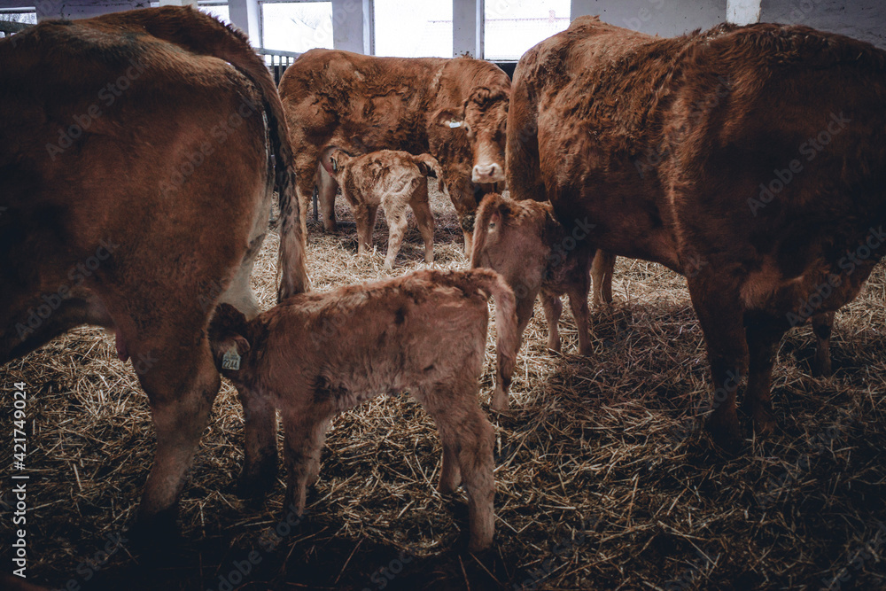 cow and calf