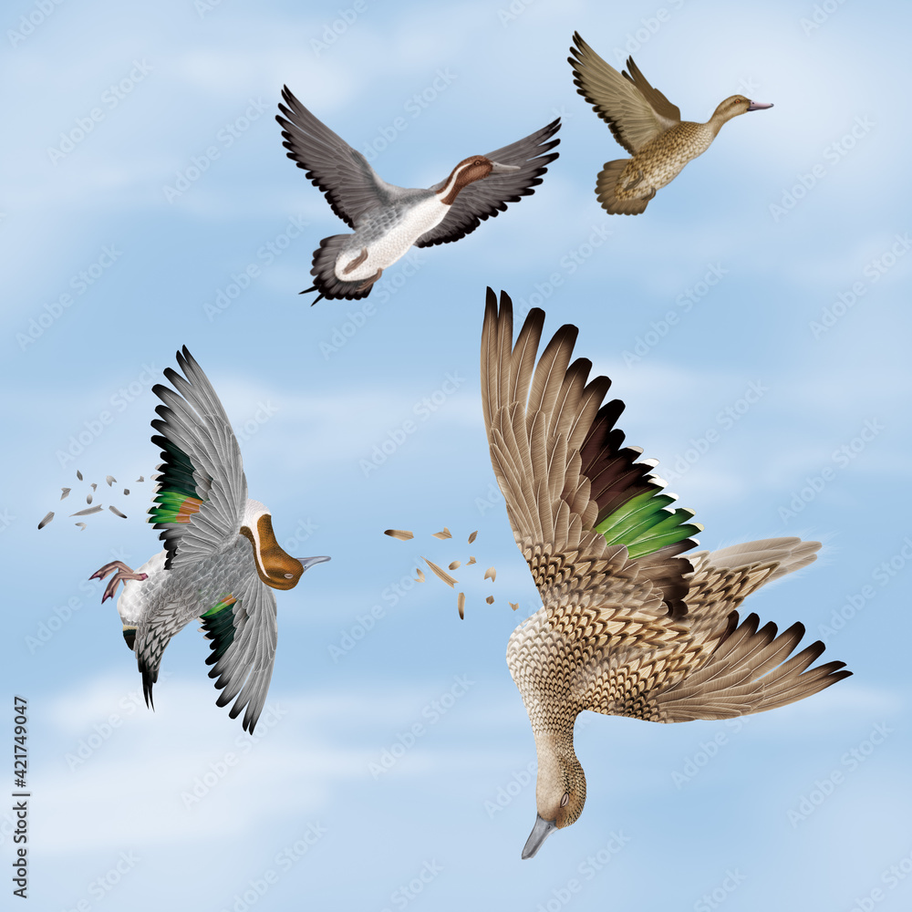 Obraz premium la chasse, tirer, canard, pilet, femelle, mâle, volant, ciel, vol, atteindre, tuer, oiseau, animal, nature, ailes, faune, bleu, blanc, sauvage, mer, oie, empennage, liberté