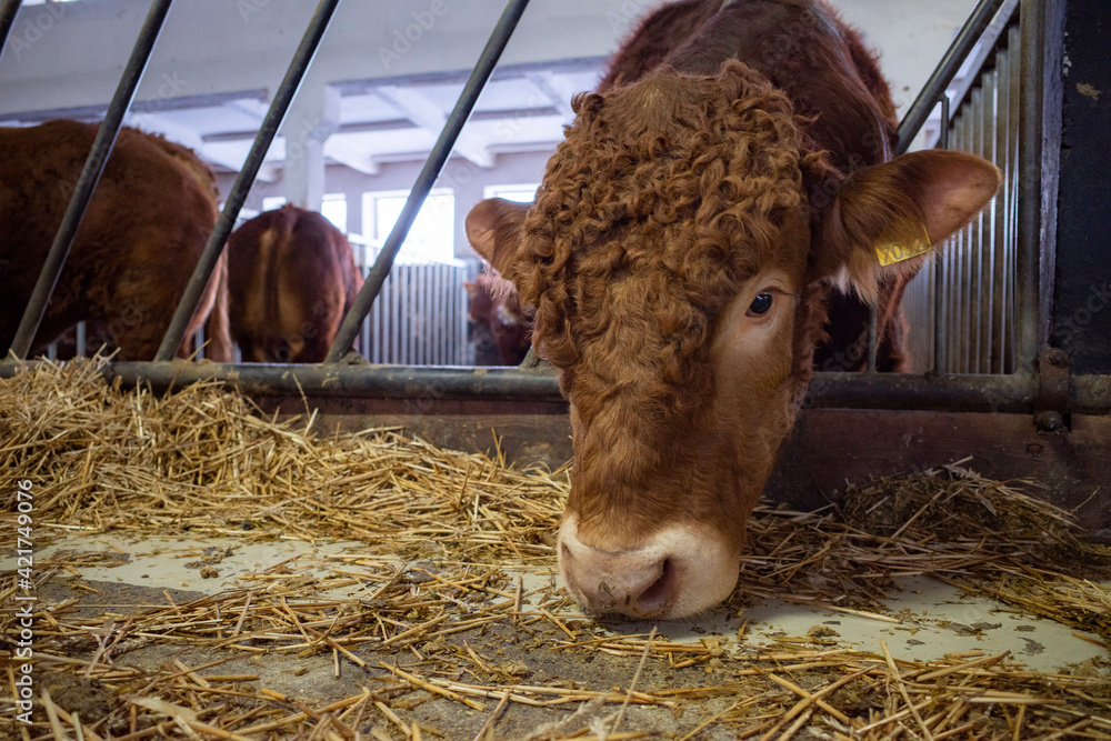 cow and calf
