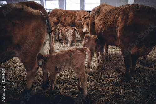Obraz na płótnie cow and calf w salonie