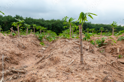 Tapioca fields on natural background, Grow cassava, Season of planting cassava, Summer agriculture, Cassava seedlings, tree Manioc, Ubikayu, Sampeu.