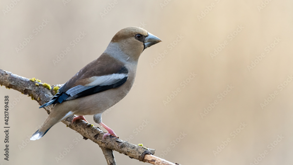 Kernbeisser, natur, wild lebende tiere, tier, robin, finch, wild, bird, ast, frühling, baum, Kernbeisser, natur, wild lebende tiere, tier, robin, finch, wild, bird, ast, frühling, baum,