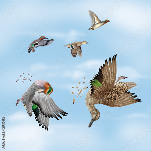 la chasse, tirer, canard, sarcelles , femelle, mâle, volant, ciel, vol, atteindre, tuer, oiseau, animal, nature, ailes, faune, bleu, blanc, sauvage, mer, oie, empennage, liberté