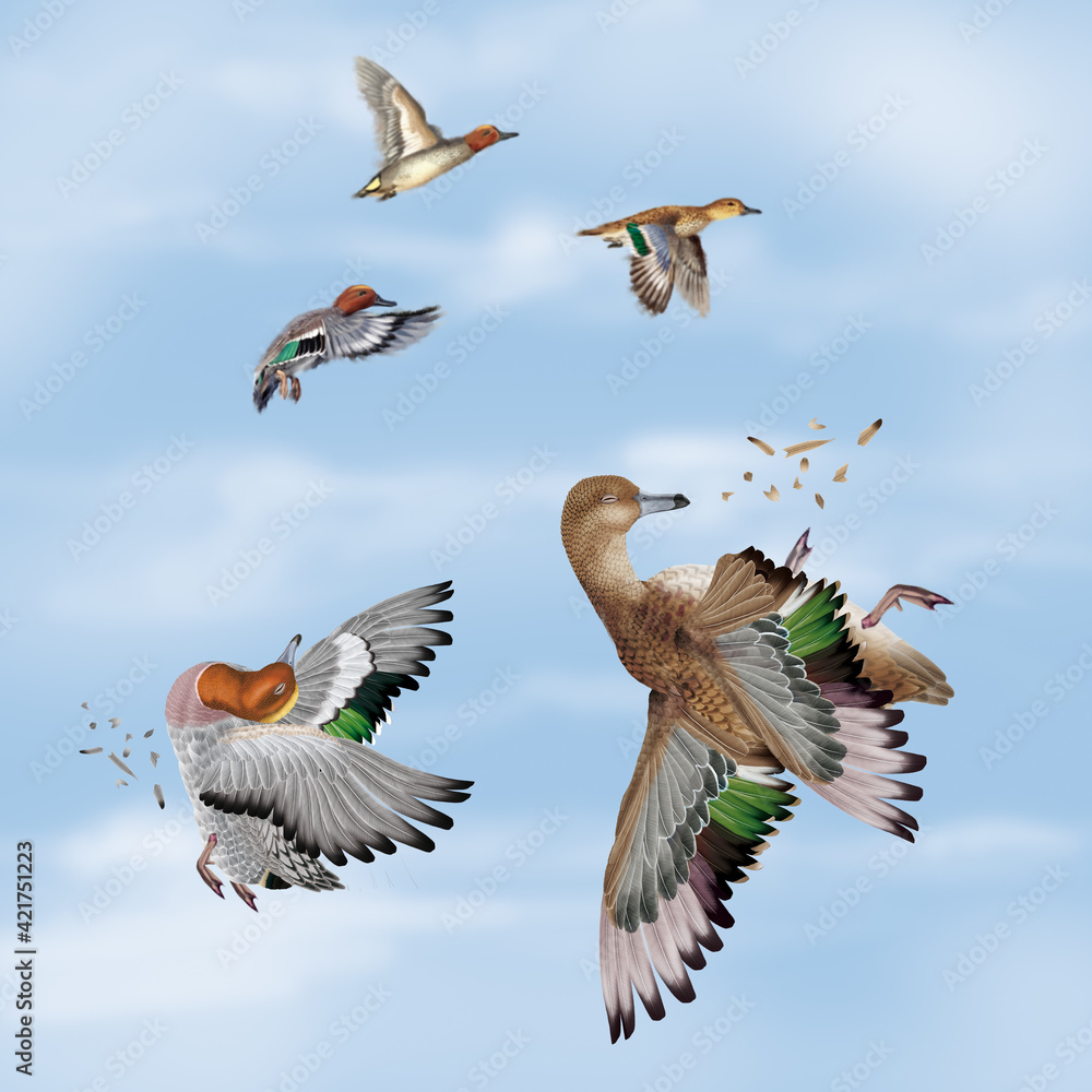 Obraz premium la chasse, tirer, canard, siffleur , femelle, mâle, volant, ciel, vol, atteindre, tuer, oiseau, animal, nature, ailes, faune, bleu, blanc, sauvage, mer, oie, empennage, liberté