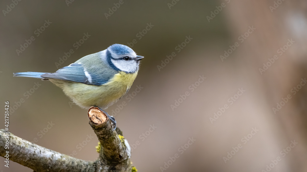 bird, natur, wild lebende tiere, tier, blau, ast, wild, blaumeise, sitzen, schnabel bird, natur, wild lebende tiere, tier, blau, ast, wild, blaumeise, sitzen, schnabel
