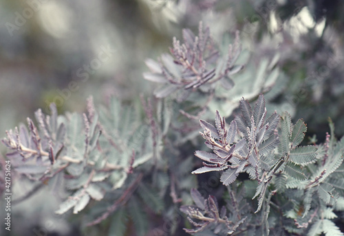 Purple feathery leaves of the Australian native wattle Acacia baileyana purpurea, family Fabaceae. Known as the Cootamundra wattle photo