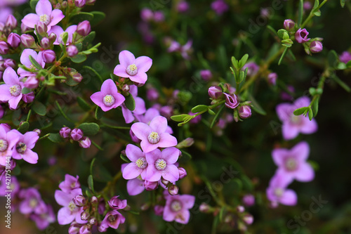 Pink flowers of the Australian native Boronia crenulata, family Rutaceae. Known as the Aniseed Boronia. Endemic to south west of Western Australia © KHBlack
