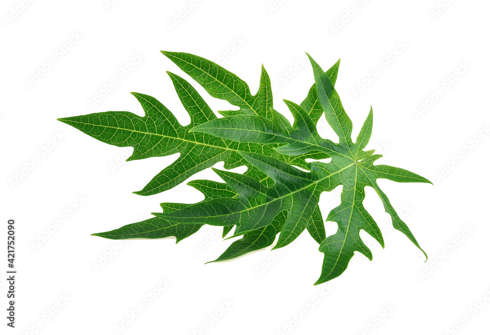 Fototapeta premium papaya leaf, green papaya leaf isolated on the white background