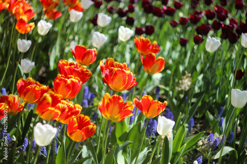 orange flower  tulip bed  orange tulips  garden blooming  flower lawn