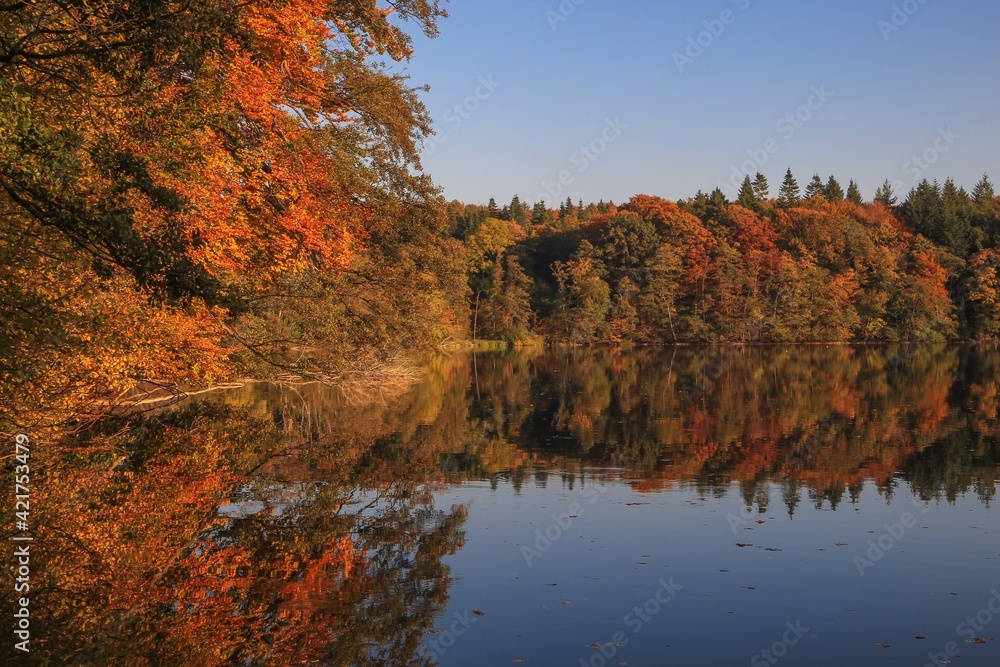 Forest lake with perfect mirror reflections in bright fall colors, autumn landscape, fall image