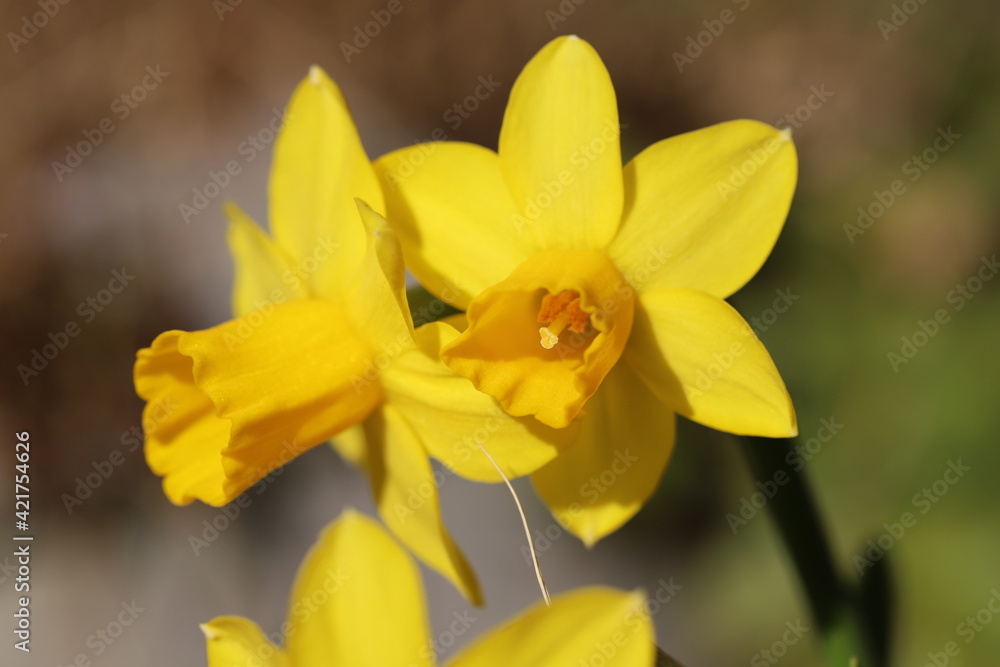 早春の花壇に咲くミニ水仙（テターテート）の黄色い花