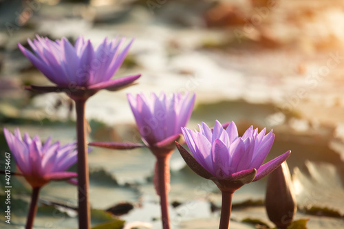 Purple lotus flowers are blooming with sunset