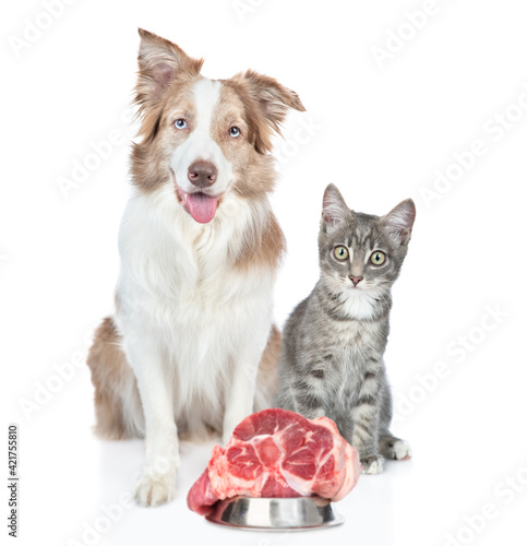 Border collie dog and kitten sit together with bowl of a raw meat. isolated on white background