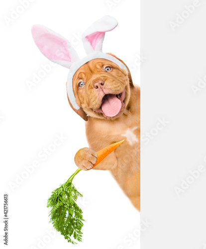 Happy puppy wearing easter rabbits ears looks from behind empty white banner and eats carrot. Isolated on white background