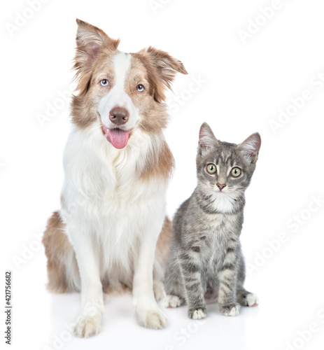 Border collie dog and kitten sit together and look at camera. isolated on white background © Ermolaev Alexandr