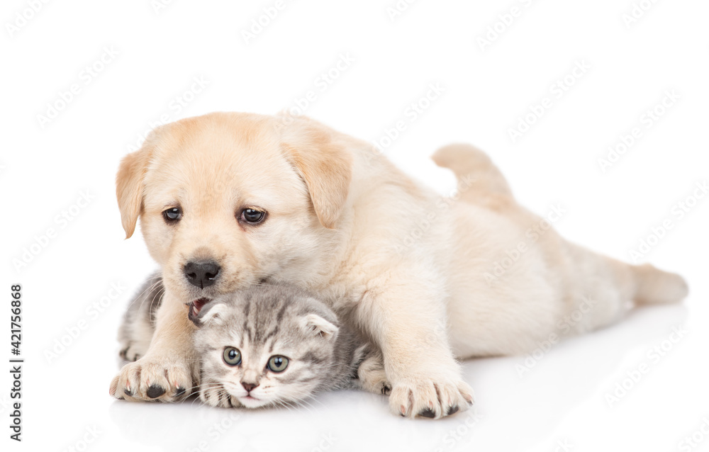Playful Golden retriever puppy hugs a tiny tabby kitten. isolated on white background