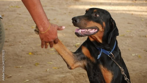 Close shot of man shaking hand with dog