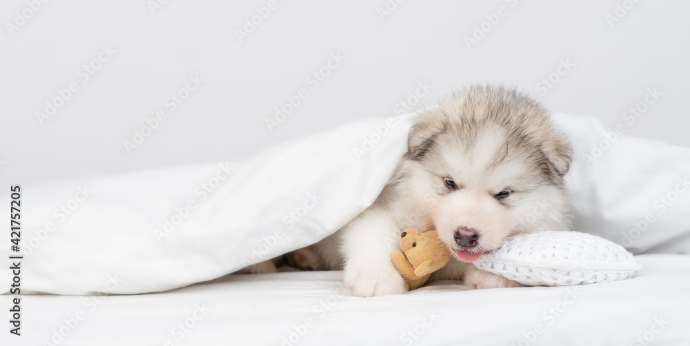 Cozy alaskan malamute puppy lying on a bed under warm blanket and hugging toy bear. Empty space for text Cozy alaskan malamute puppy lying on a bed under warm blanket and hugging toy bear. Empty space for text
