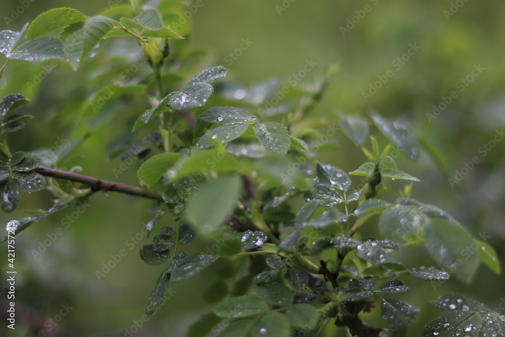 drops of dew on a tree