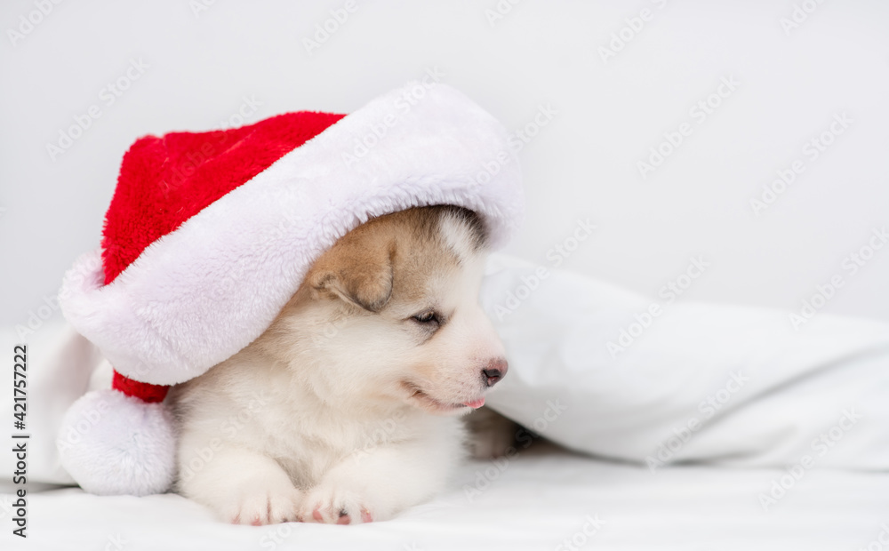 Alaskan malamute puppy wearing red santa's hat lies under warm blanket on a bed at home and looks away on empty space