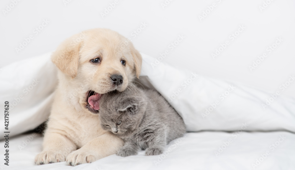 Fototapeta Playful friendly Golden retriever puppy bites gray kitten under white warm blanket on a bed at home. Empty space for text