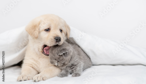 Playful friendly Golden retriever puppy bites gray kitten under white warm blanket on a bed at home. Empty space for text