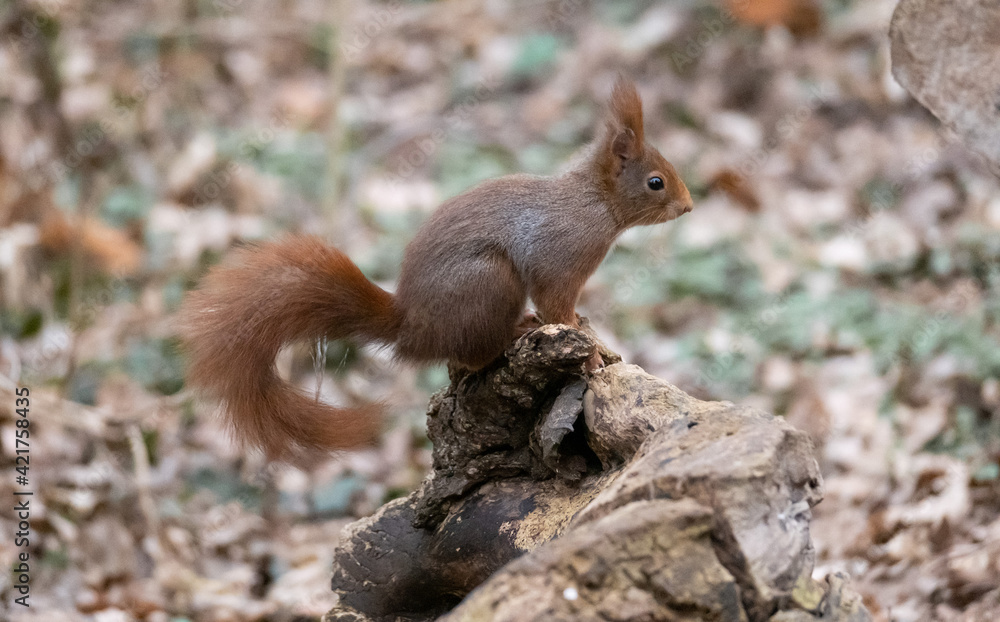 Eichhörnchen Eichhörnchen