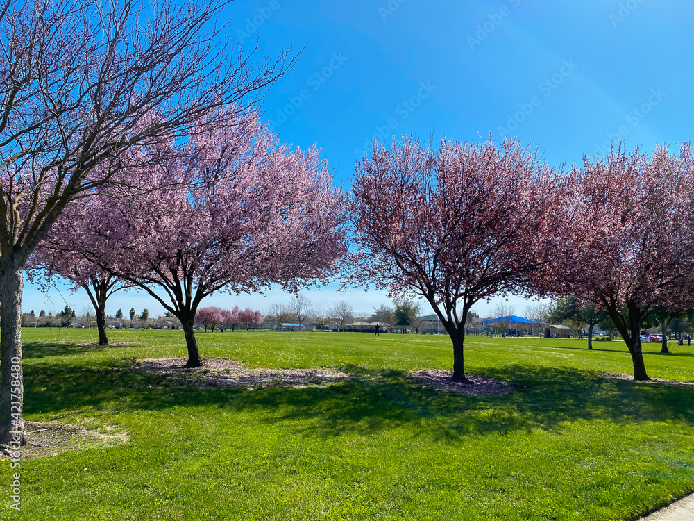 Pink flowers on beautiful trees, bright outdoors. cherry blossom Pink flowers on beautiful trees, bright outdoors. cherry blossom