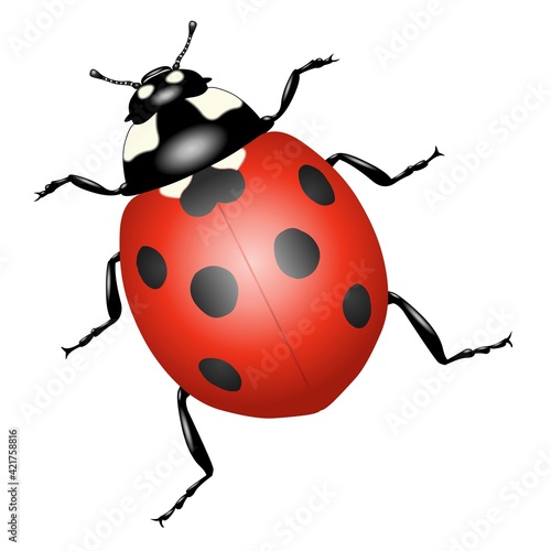 Coccinelle en 3D sur un fond blanc