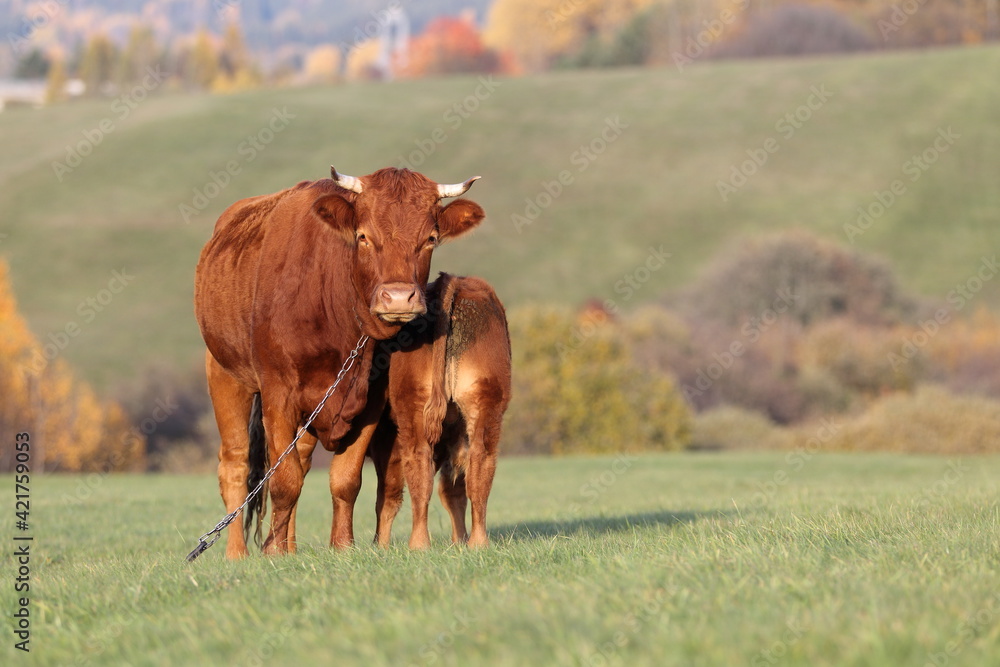 Cow with calf in the meadow with other cows in the background are rocky mountain. In the beckground are High Tatras - Peak Kriváň (Slovakia) Cow with calf in the meadow with other cows in the background are rocky mountain. In the beckground are High Tatras - Peak Kriváň (Slovakia)