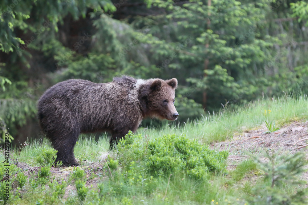 A beautiful brown bear (ursus arctos )in a natural environment at the edge of a meadow A beautiful brown bear (ursus arctos )in a natural environment at the edge of a meadow