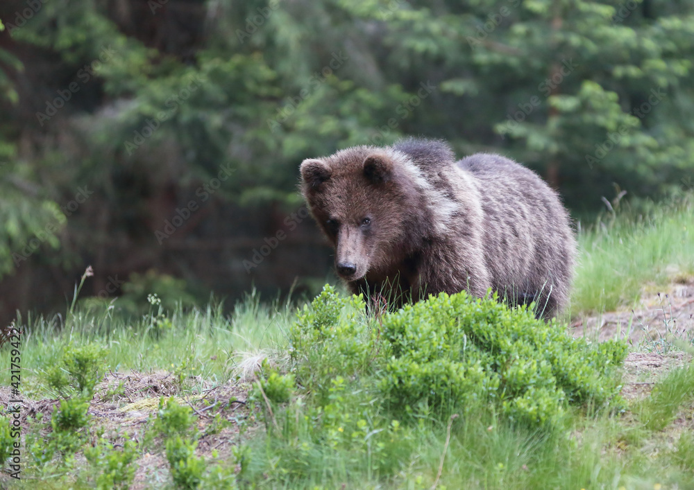 A beautiful brown bear (ursus arctos )in a natural environment at the edge of a meadow