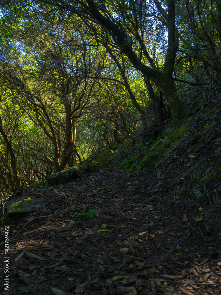 Naklejka premium Path between trees in a forest