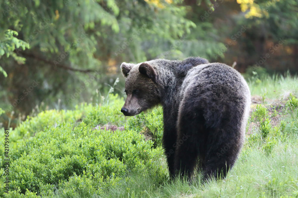 A beautiful brown bear (ursus arctos )in a natural environment at the edge of a meadow