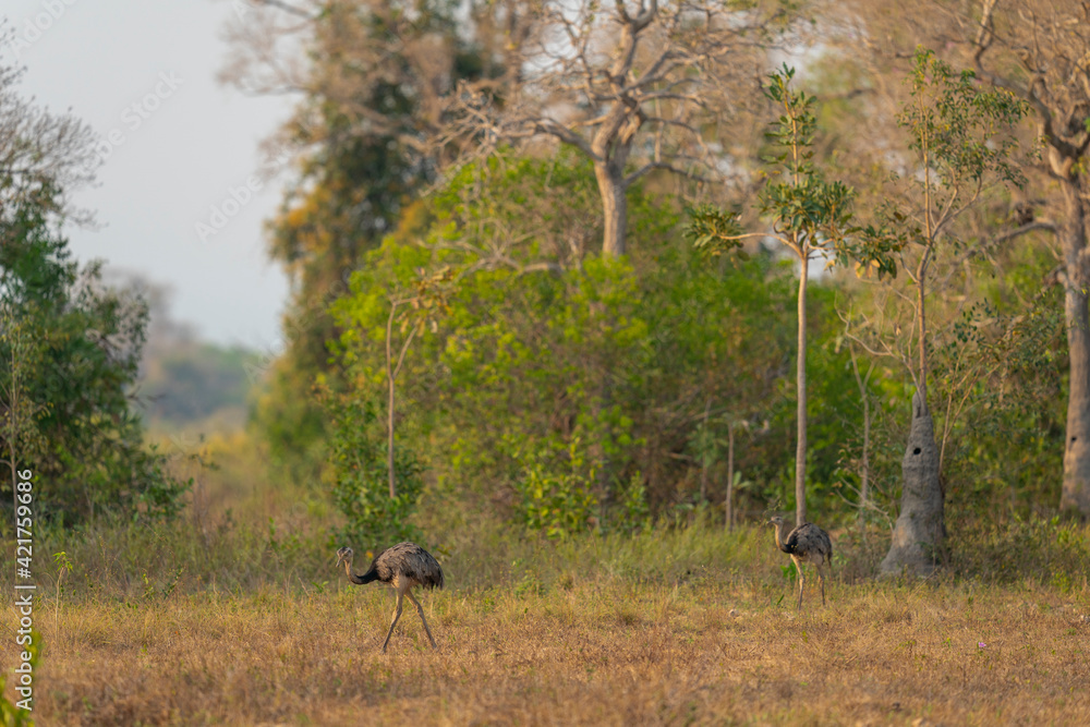 The Greater rhea (Rhea americana) The Greater rhea (Rhea americana)