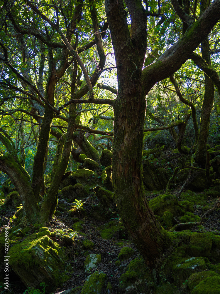Obraz premium Natural forest with sun rays between branches