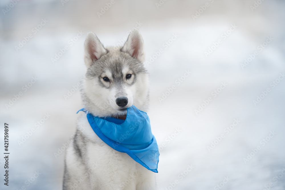 Little puppy dog breed Siberian husky sits blue handkerchief in teeth Beautiful gray puppy sits winter in the snow