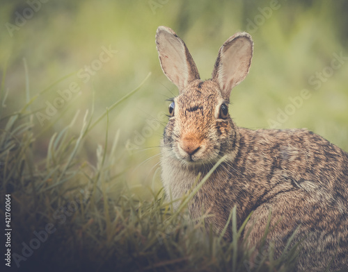 Rabbit © Setih