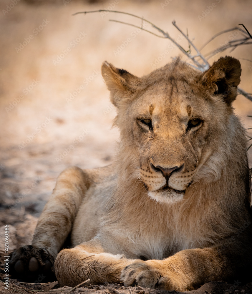 Lioness Lioness