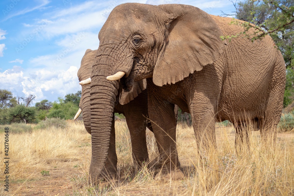 Fototapeta premium Two African Bush Elephants in the grassland of Etosha National Park